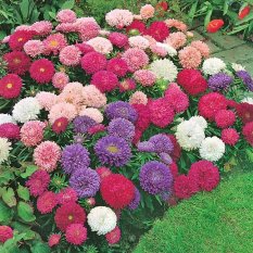 Bibit / Benih Bunga Crego Aster Mix Flower