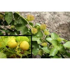 Bibit / Benih /Seed Buah Markisa Mini Kuning MIni Yellow Passion Fruit