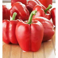 Bibit / Benih / Seed Sayur Paprika Merah Red Bell Pepper Grow In Yard