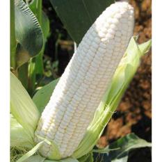Bibit /Benih /Seed White Corn Jagung Putih Baik Untuk Kesehatan