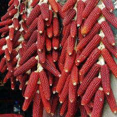 Bibit / Benih / Seeds Beauty Red Corn Jagung Merah
