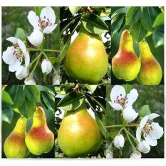 Bibit / Benih / Seeds Buah Pir Common Pear Import Grow Your Own Fruit