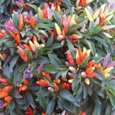 Bibit / Benih / Seeds NUmex Easter Cabe Rainbow Unik Ornamental Pepper