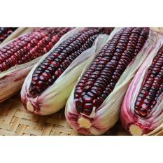 Bibit / Benih / Seeds Sayur Jagung Unik Purple Corn