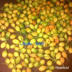 Bibit Biji Gaharu