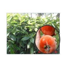 Bibit Bisbul Buah Mentega per paket isi 2 bibit