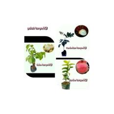 Bibit Buah 3 Paket Tanpa Biji (Duku-Rambutan-Jambu)