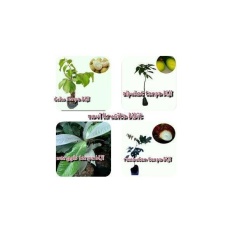 Bibit Buah 4 Paket Tanpa Biji ( Duku Tanpa Biji- Alpukat Tanpa Biji- Manggis Tanpa Biji- Rambutan Tanpa Biji )