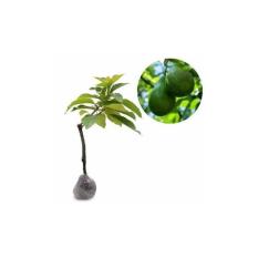 Bibit Buah Alpukat Flourida