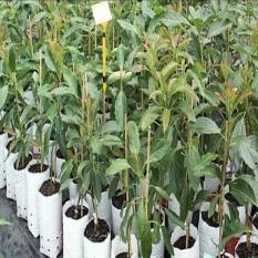 Bibit Buah Alpukat Kendil