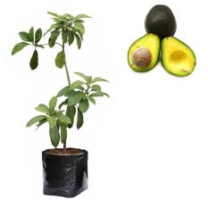 Bibit Buah Alpukat Mentega - Tinggi 50Cm