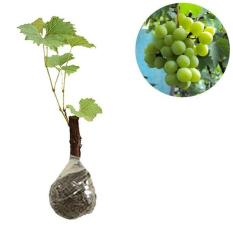 Bibit Buah Anggur Hijau Lokal - Tinggi 25Cm
