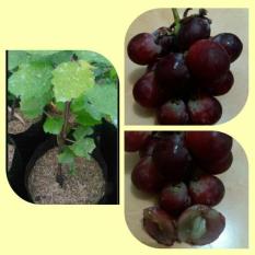Bibit Buah Anggur Red Felipe