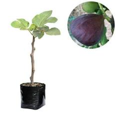 Bibit Buah Ara / Tin Black Genoa 30-40Cm