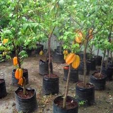 Bibit Buah Belimbing Bangkok Merah - Tinggi 60Cm