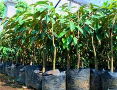 Bibit Buah Durian Bawor Typ 2 150Cm