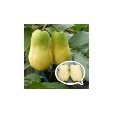 Bibit Buah Jambu Farang Thailand Import