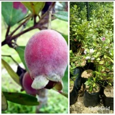 Bibit Buah Jambu Rasa Strawberry