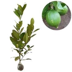 Bibit Buah Jeruk Lemon Lokal - Ukuran 40Cm
