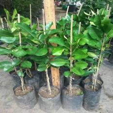 Bibit Buah Jeruk Pamelo Merah Thailand Import