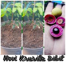 Bibit Buah Kelengkeng Daging Merah