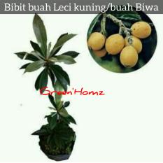 Bibit buah leci kuning atau buah biwa squat