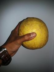 Bibit Buah Lemon Jumbo