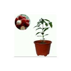 Bibit Buah Manggis Merah ( Mundar )