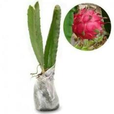Bibit Buah Naga