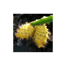 Bibit Buah Naga Kuning
