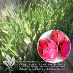 Bibit Buah Naga Merah Stek 15 cm