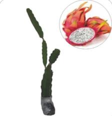 Bibit Buah Naga Putih