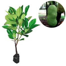 Bibit Buah Nangka Mini - Tinggi 40cm