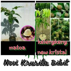 Bibit Buah Paket Dua Matoa Dan Dua Kelengkeng New Kristal