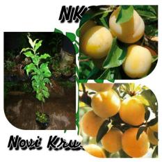 bibit buah plum kuning ( yellow plum ) tinggi 100 cm siap berbuah