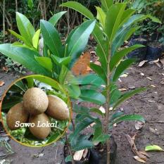 Bibit Buah Sawo Lokal Stek 40 cm
