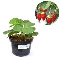 Bibit Buah Strawberry California