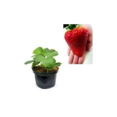 Bibit Buah Strawberry Jumbo( Holland )