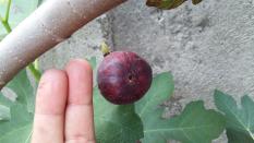 Bibit buah tin 2 Blue giant 1 NDC