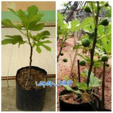 Bibit Buah Tin