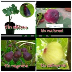 Bibit Buah Tin 4 Paket. 1. Abicou 1. Red Israel 1. Negrone 1. Calimyrna