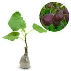 Bibit Buah Tin Atau Ara