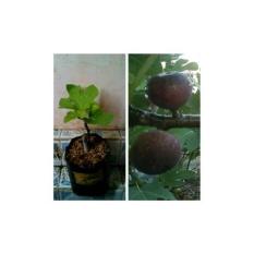 Bibit Buah Tin Brown Turkey