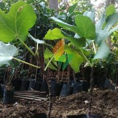 Bibit Buah Tin Green Yordan Stek 30 cm