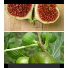 bibit buah tin hijau