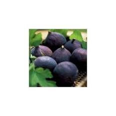 Bibit Buah Tin Hitam