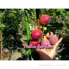 Bibit Buah Tin Merah