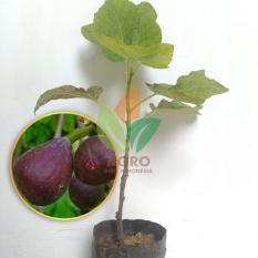 Bibit Buah Tin Purple Jordan Cangkok 15 cm