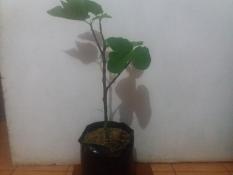 Bibit Buah Tin Red Khurtmani ( Red Jumbo )