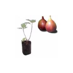 Bibit Buah Tin Red Libya